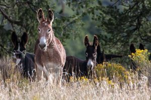 Wild Horse Nation