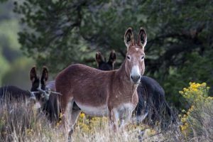 Wild Horse Nation