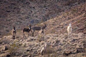 Wild Horse Nation
