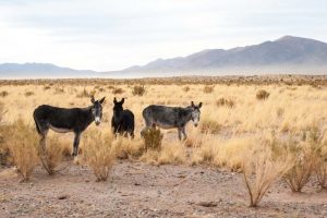 Wild Horse Nation