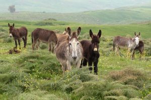 Wild Horse Nation