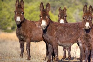 Wild Horse Nation