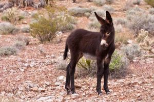 Wild Horse Nation