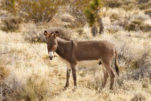Wild Horse Nation