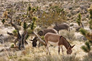 Wild Horse Nation