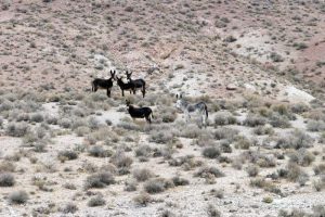 Wild Horse Nation