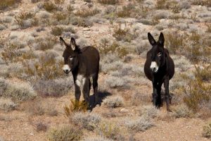 Wild Horse Nation