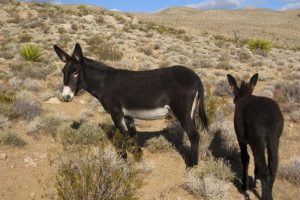 Wild Horse Nation