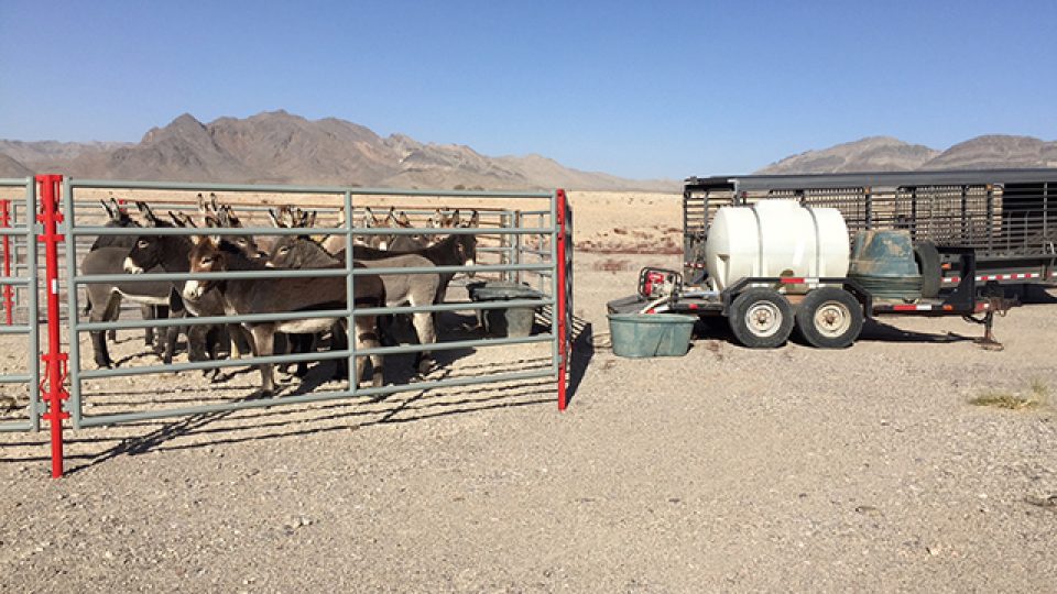 burros_700_1513819106356_30410871_ver1.0_640_360