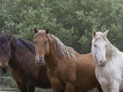 Calico Herd