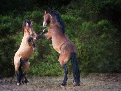 Calico Herd