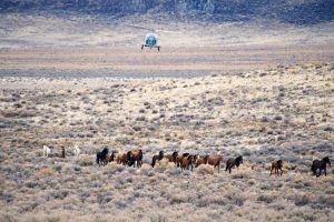 Calico Roundup Remembered Today