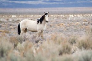 Calico Roundup Remembered Today