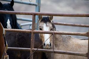 Calico Roundup Remembered Today