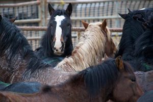 Calico Roundup Remembered Today
