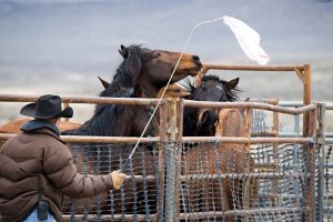 Calico Roundup Remembered Today