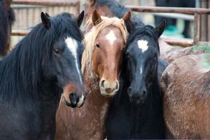 Calico Roundup Remembered Today