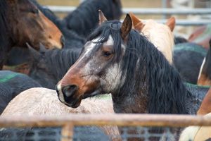 Calico Roundup Remembered Today