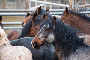 Calico Roundup Remembered Today