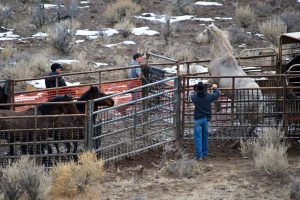 Calico Roundup Remembered Today