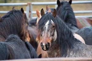 Calico Roundup Remembered Today