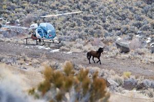 Calico Roundup Remembered Today