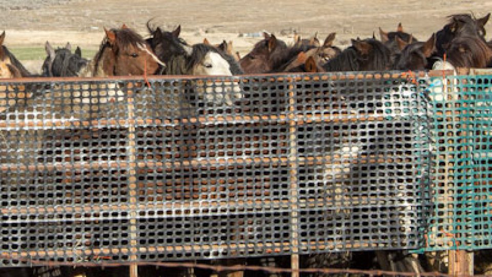 captured-horses-cedar