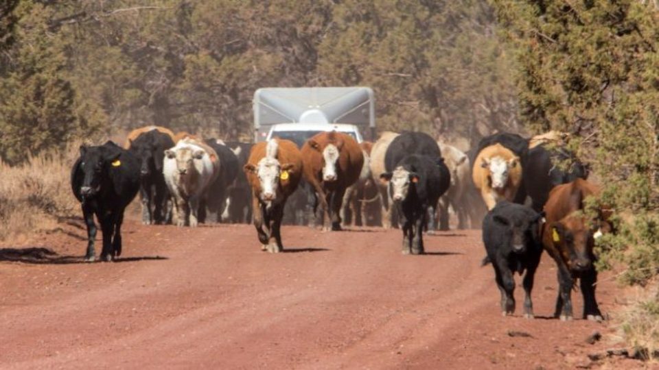 cattle