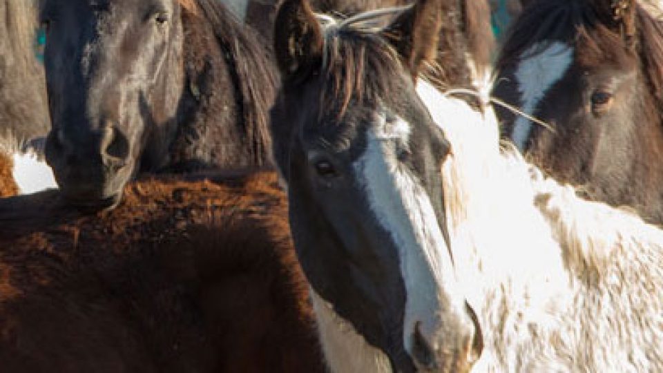 Cedar Mountain Wild Horse Capture