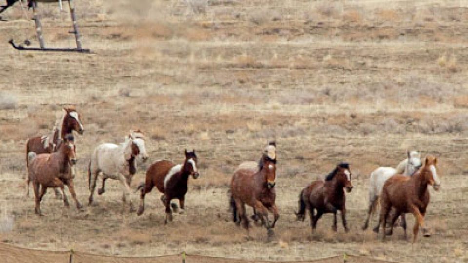 Cedar Mountain Wild Horse Roundup