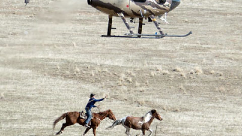 Cedar Mountain Wild Horse Roped