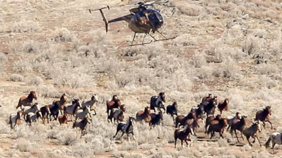 Cedar Mountain Wild Horse Roundup