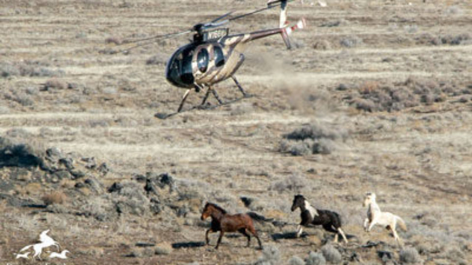Cedar Mountain Wild Horse Roundup
