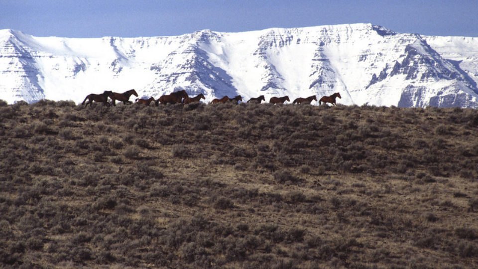 challis HMA -BLM