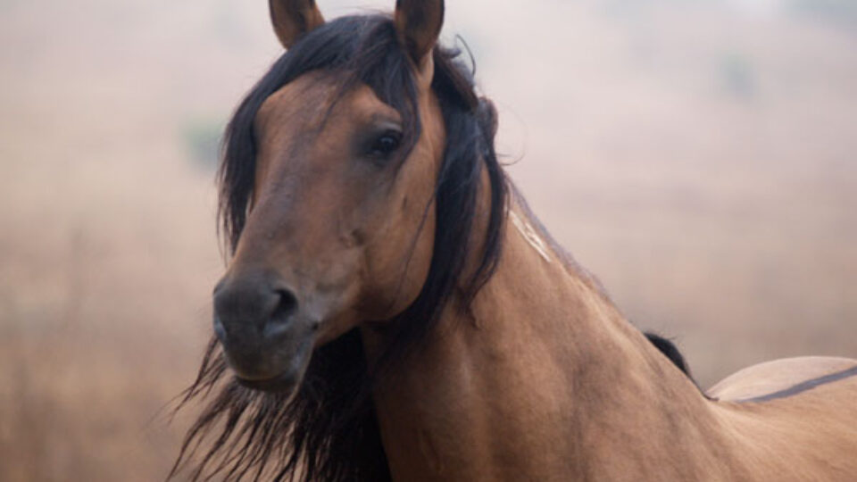 Chief at Return to Freedom