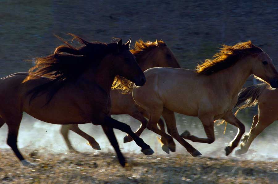 Chief and His Herd by Tony Stromberg