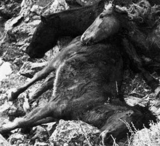 Wild horses run off cliff to their deaths.