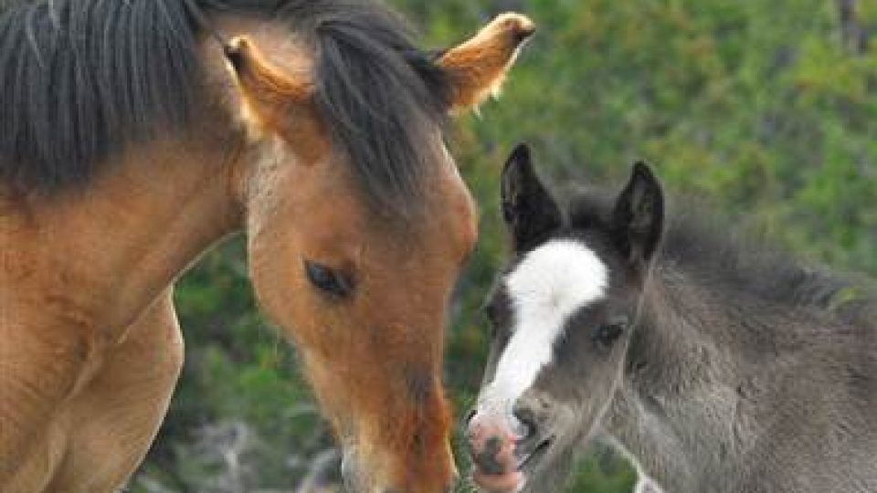 What happened to 1700 wild horses?