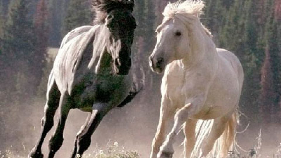 The Cloud Foundation