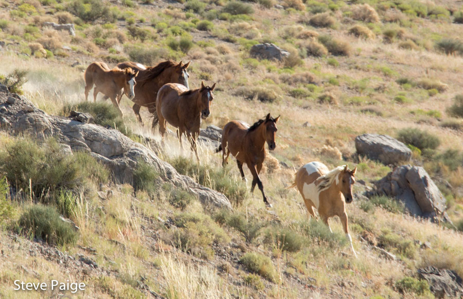 This family band was captured, separated and transported during the Conger Herd Management Area roundup in July. Photo by Steve Paige.
