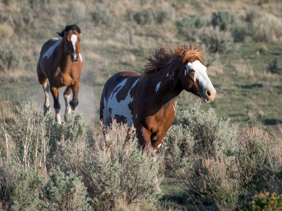 Wild horses near Steens Mountain in southeastern Oregon. File photo by Vince Patton / Oregon Public Broadcasting
