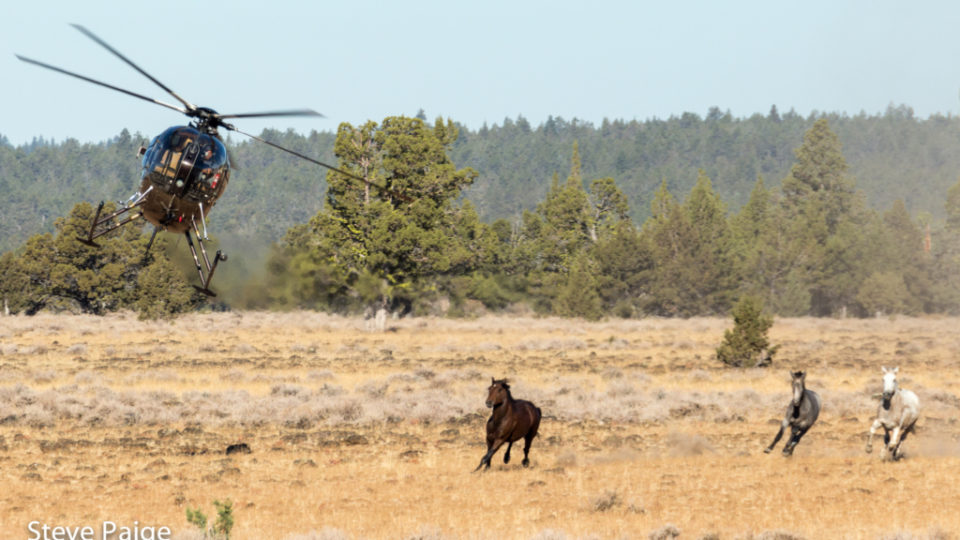 Devil’s Garden Wild Horse Roundup