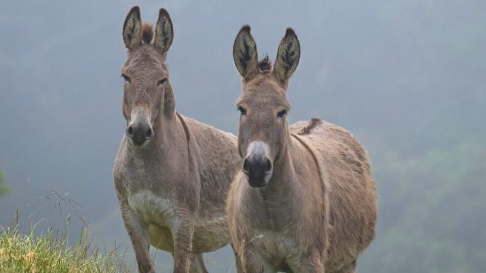 ejiao webinar eblast (1)