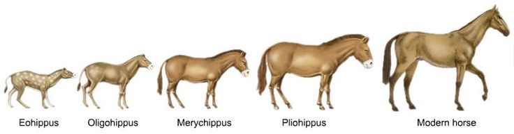 Horse Evolution (eMaze) Horse Evolution (eMaze)