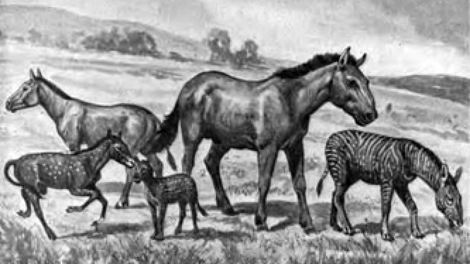 Horse Evolution