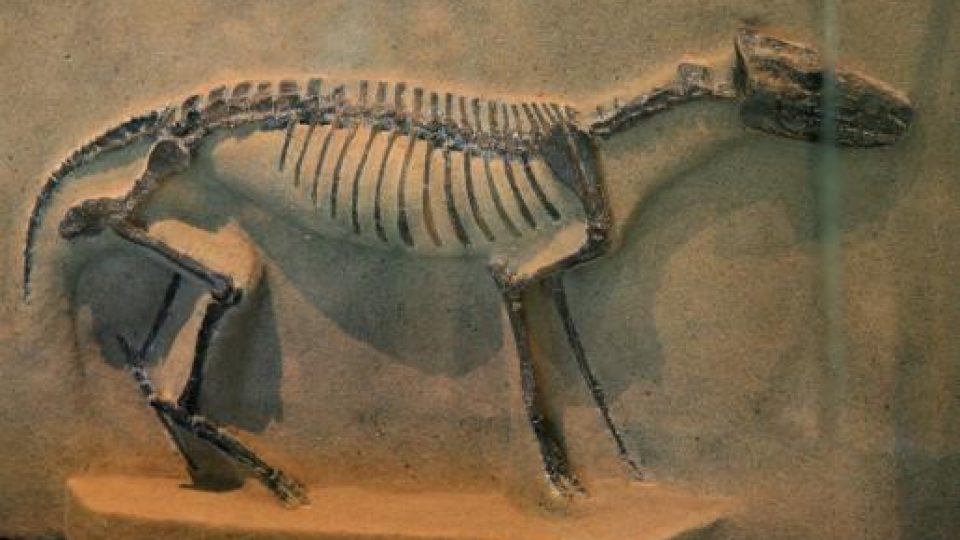 Equine Evolution