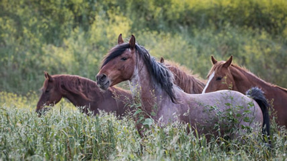 freedom-herd-featured
