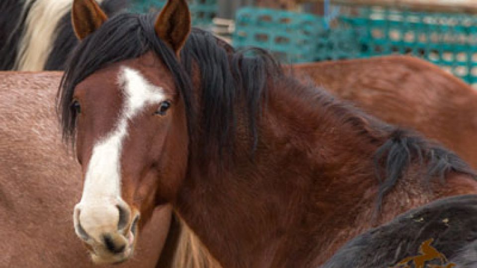 Frisco Wild Horse Roundup