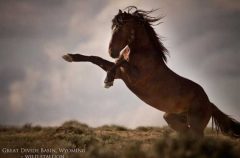 Wild Stallion, Wyoming, Photo: Kimerlee Curyl