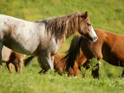 Hart Mountain Herd